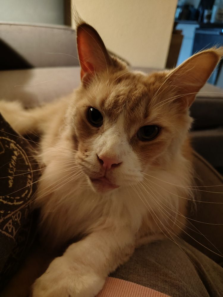 Maine Coon cat. Blonde sitting on my leg. 