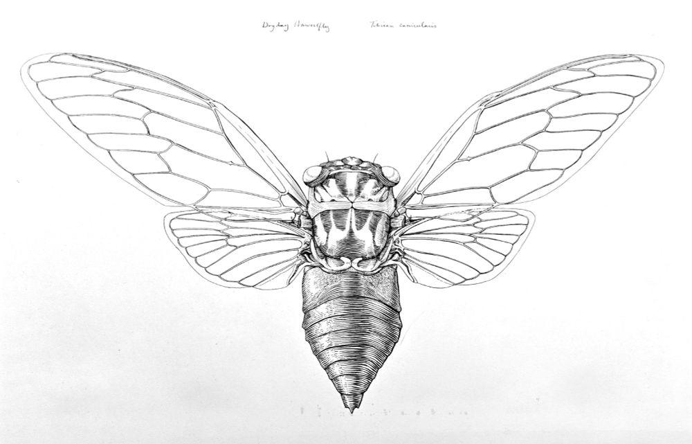 An ink drawing of a cicada. The black line work stands out on a white background. 