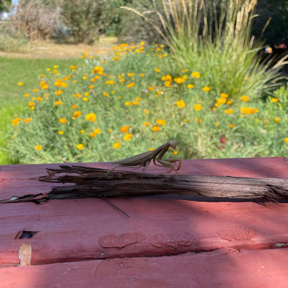A yellow-green praying mantis who’s just been recused from the grill, standing on a stick on a red picnic table with yellow flowers and plants in the background.