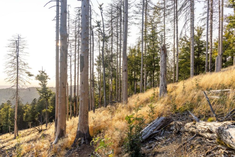 Deutschland: Warum der Wald als CO₂-Speicher ausfällt