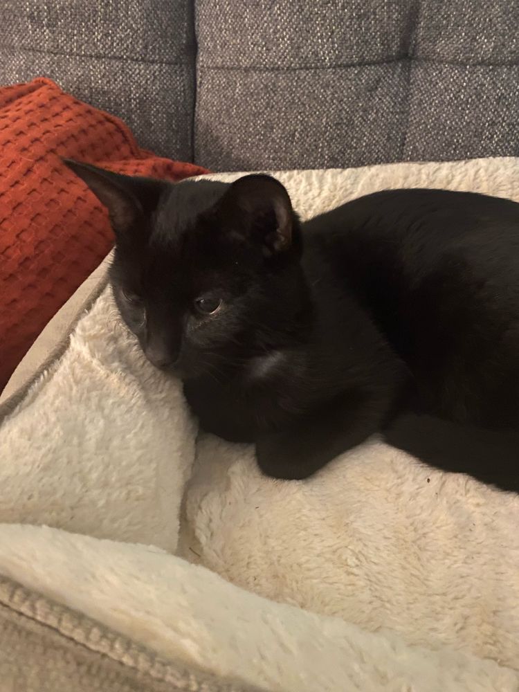 Petit chat noir encore un peu stone à cause de l'anesthésie de la castration. Il lui manque un petit coin de poils 😭