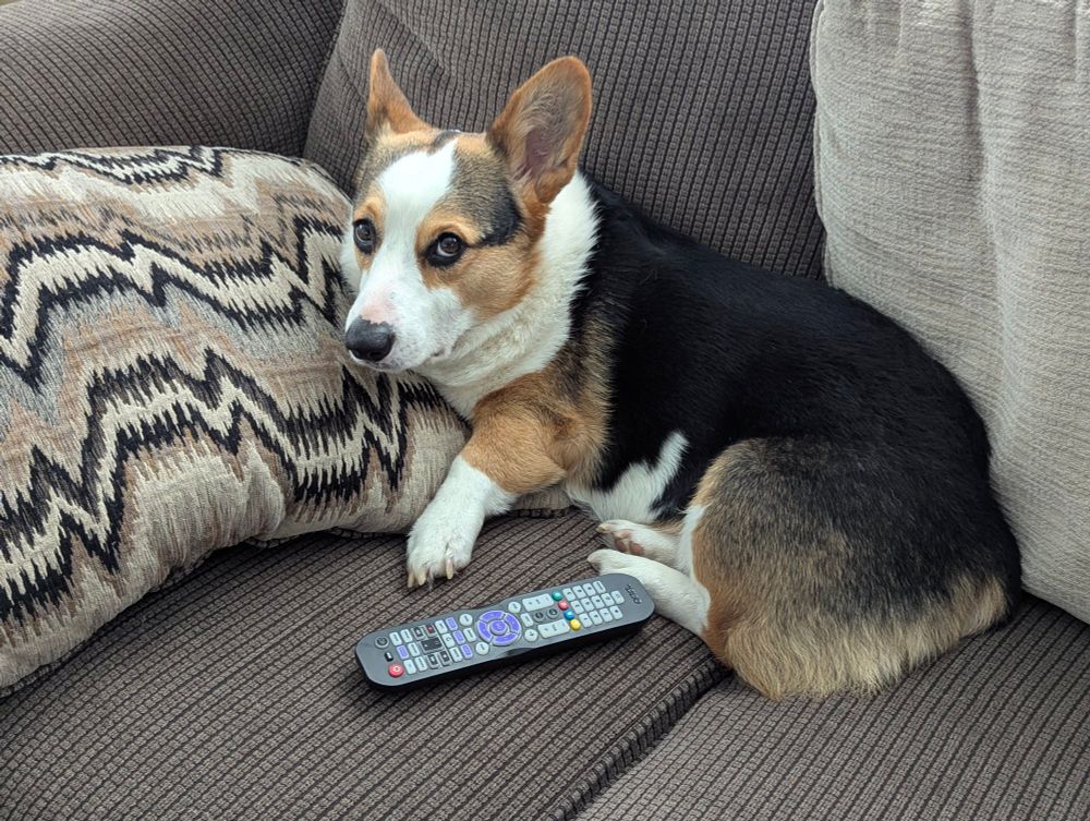 photo of Wall-E the corgi on the couch looking at me