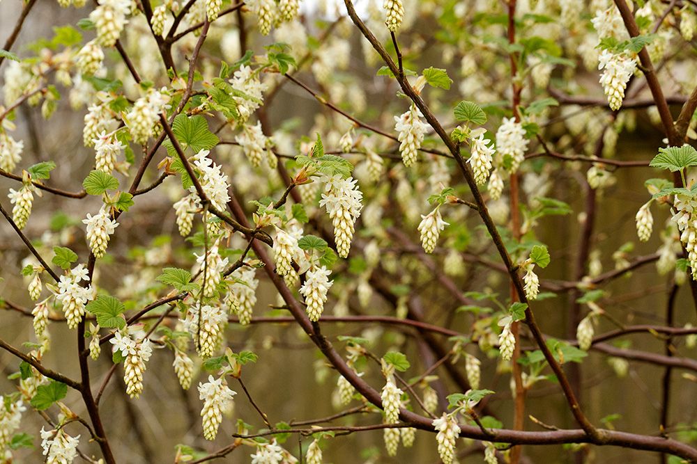 Ribes sanguineum "White Icicle"