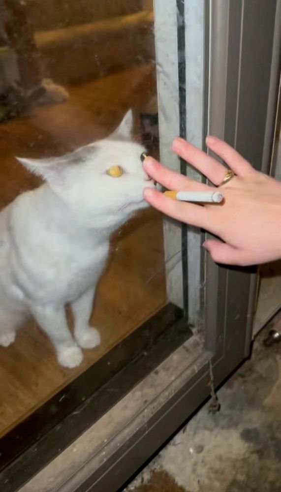 human wearing a ring sharing a cigarette with a cat 