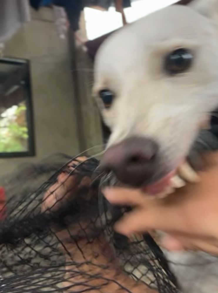 The image shows a dog biting the hand of a person who is messing with a net. The dog is motion blurred but  is looking directly at the camera with the persons hand between their teeth. 