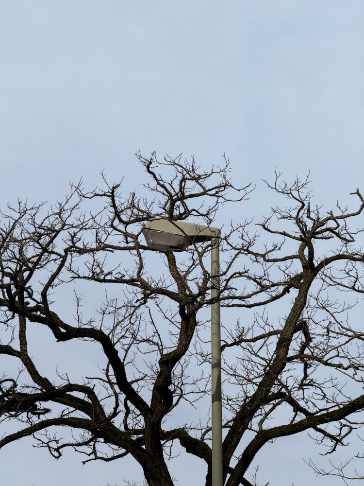 A lamp post between the branches of a tree in winter