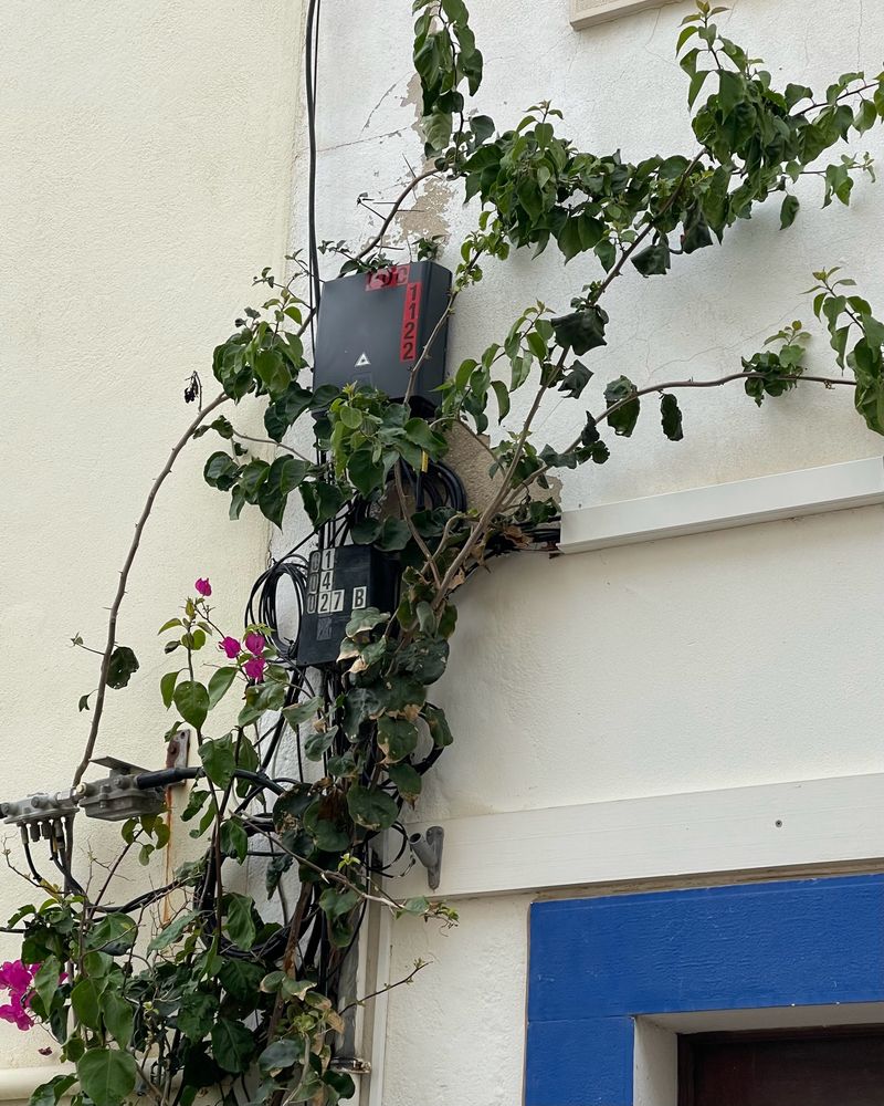 Ivy creeps up side of building. Credit: me