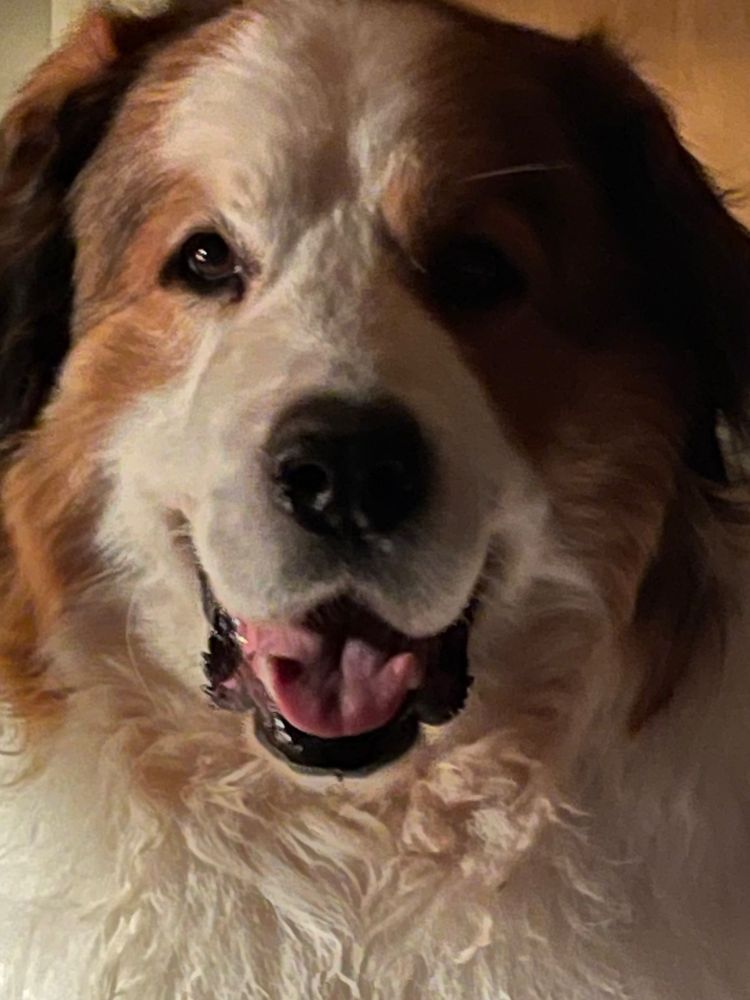 Happy giant dog. Credit: Me