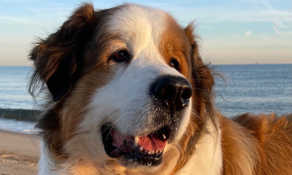 Sweet Pyrenees giant on a beach. Credit: me.