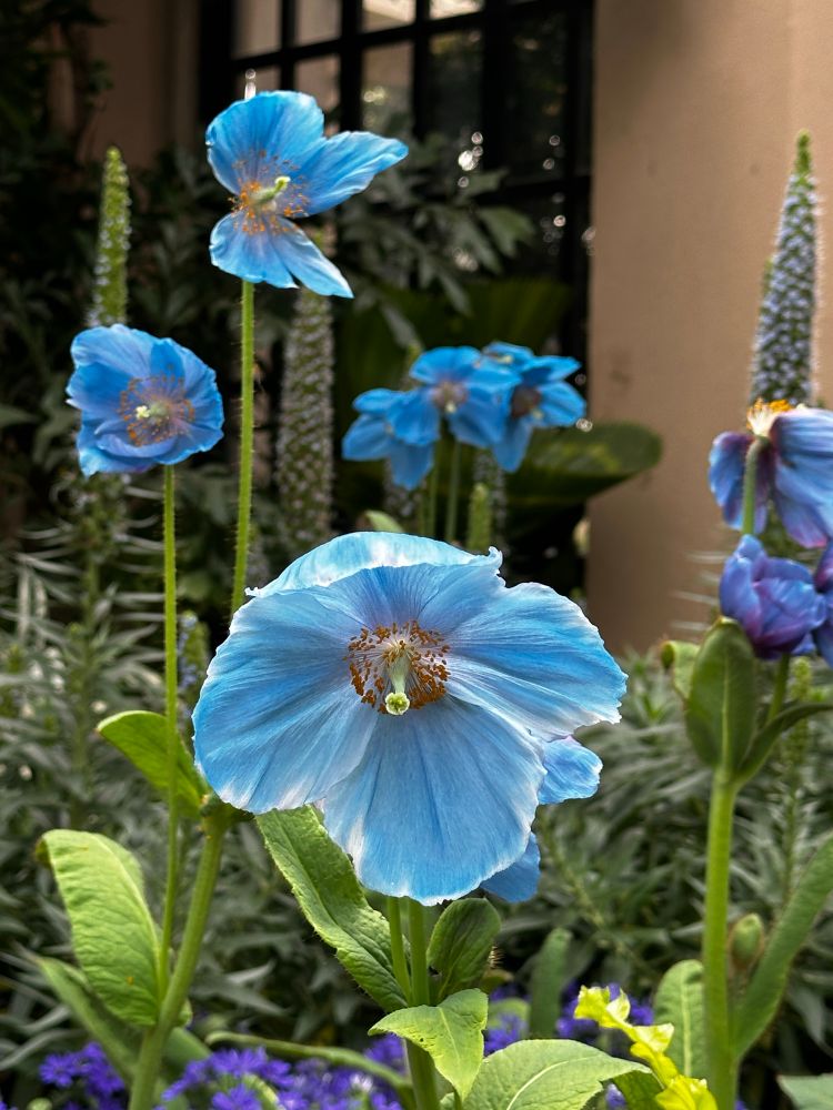 Blue poppies in varying stages of maturity. 