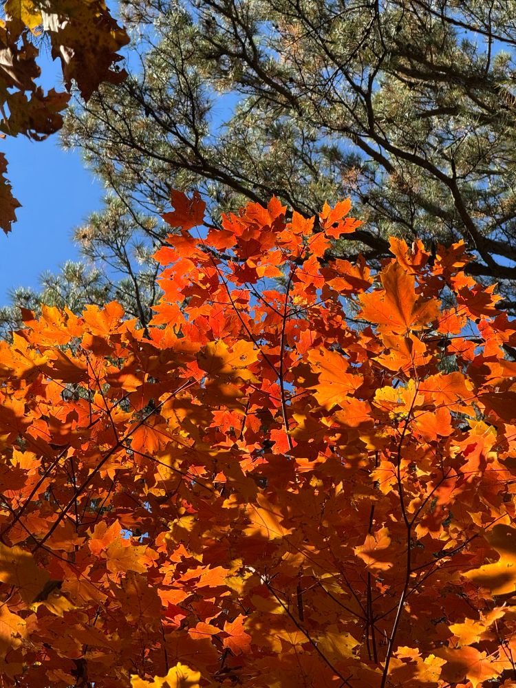 The top branch of a sugar maple tree with bright orange fall leaves. Sky is sunny and clear.