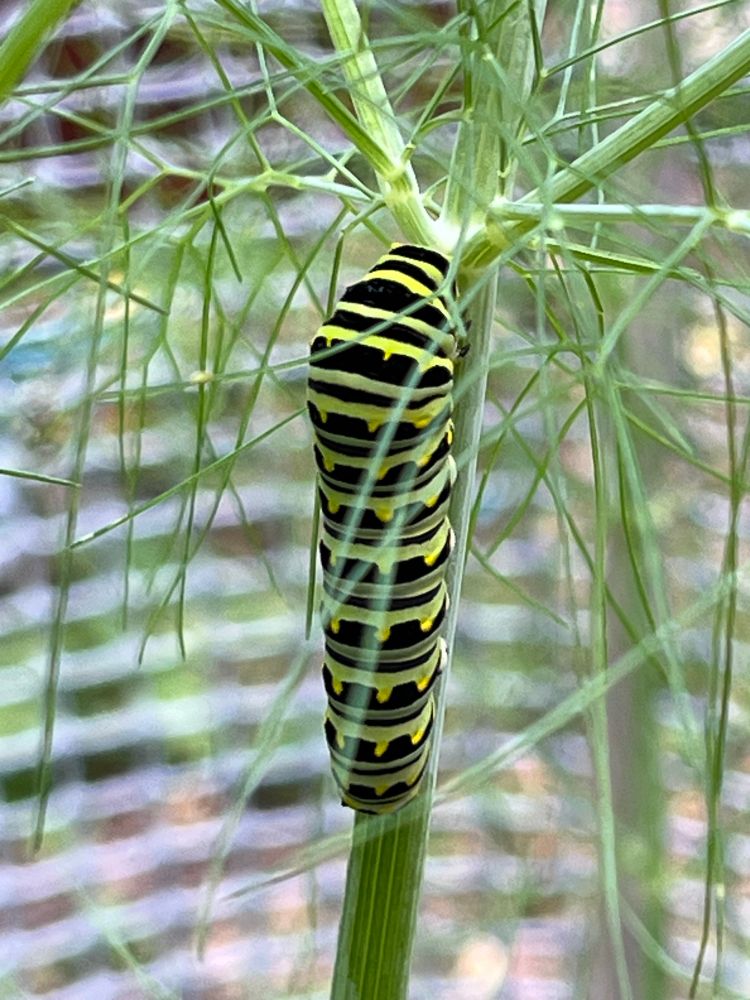 A chonky black and green caterpillar on a stalk of garden fennel, surrounded by wispy green leaf strands. 