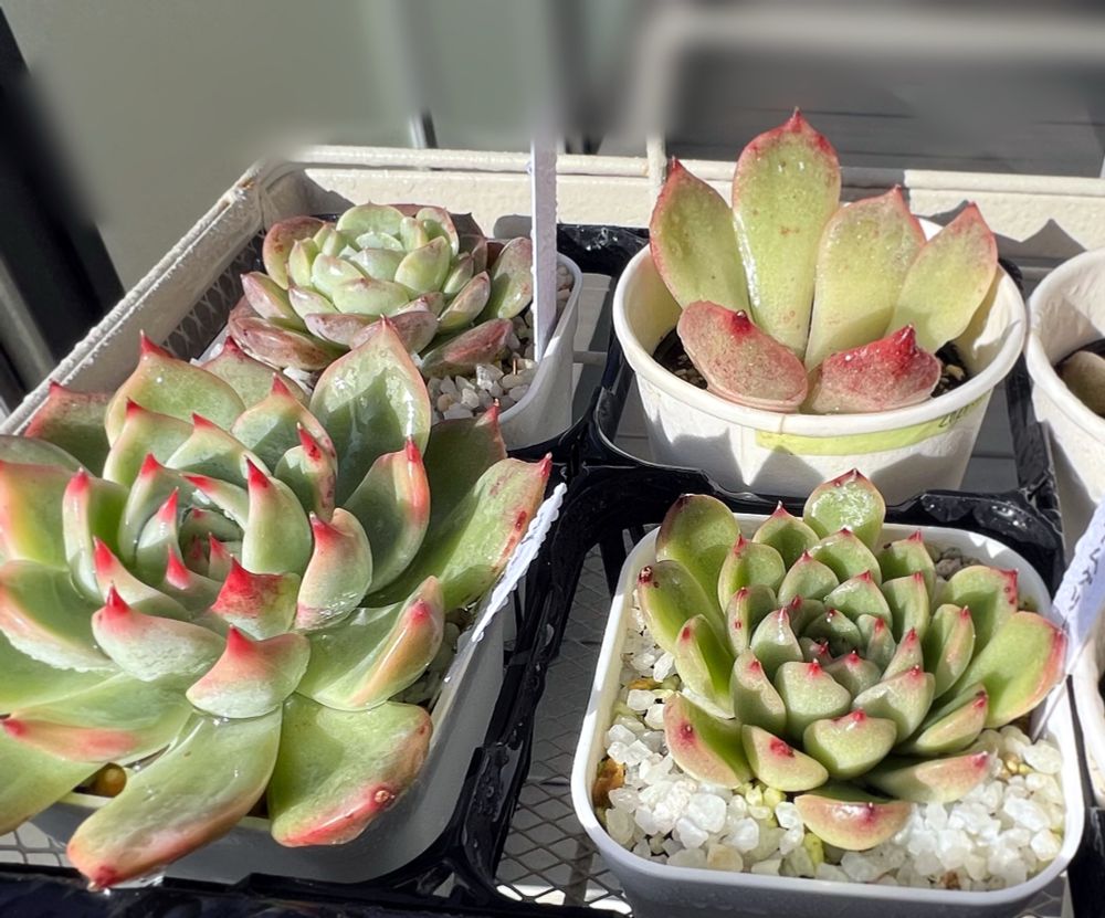 エケベリアの親株と葉挿し鉢が並んでいる。
左上から時計回りに、アメイジンググレイス、桃太郎葉挿し、ライムグリーン、桃太郎。
桃太郎の爪が鮮やかな赤に紅葉している。