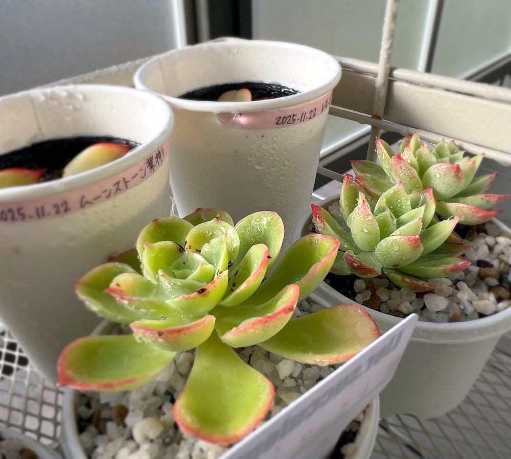 A-25S鉢に植えられたエケベリア。
手前にレモンローズ、右奥にパンジー。背後には発芽前の葉挿し鉢が並ぶ。