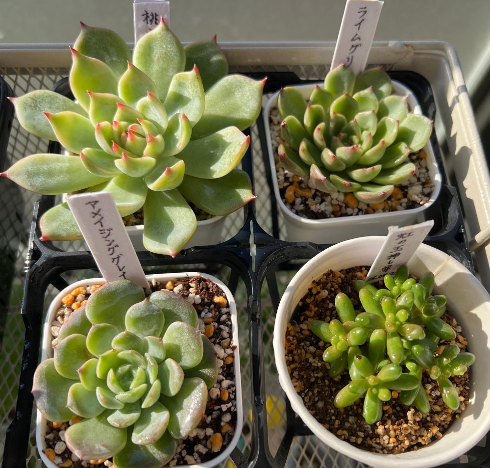 プレステラ75に植えられた三種のエケベリアと、虹の玉の挿し芽が並ぶ。
左上から時計回りに桃太郎、ライムグリーン、虹の玉、アメイジンググレイス。