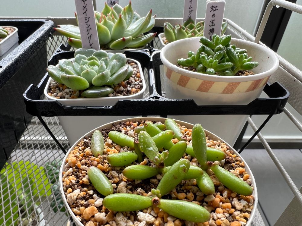 虹の玉の挿し芽。親株の葉の根元から子株が複数生じている。早くも分裂しているものもある。