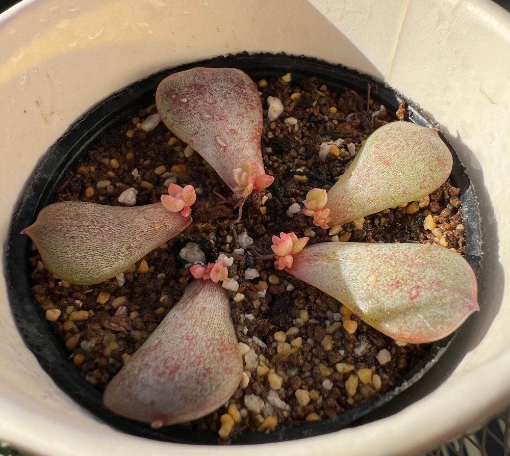 2号ビニールポットのアメイジンググレイス葉挿し。
五つの葉から子株が芽吹き、形成されたロゼットの縁がピンクに染まっている。