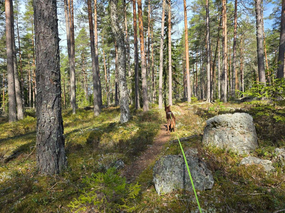 Kelpie on leash in pine forest