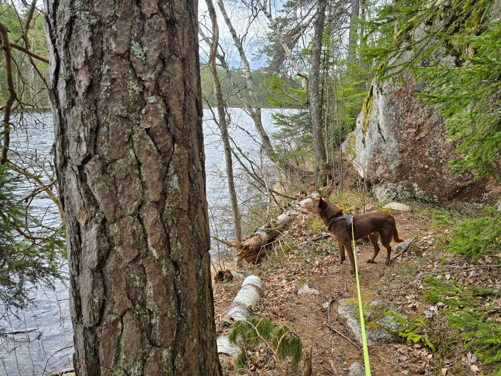 Kelpie on leash by the shore of Lake Urja