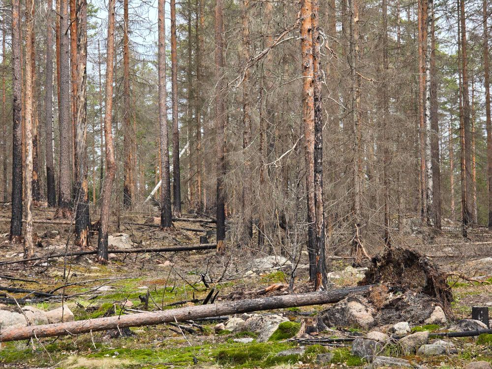 Impact from controlled forest fire. Seems many of the pine trees have survived.
