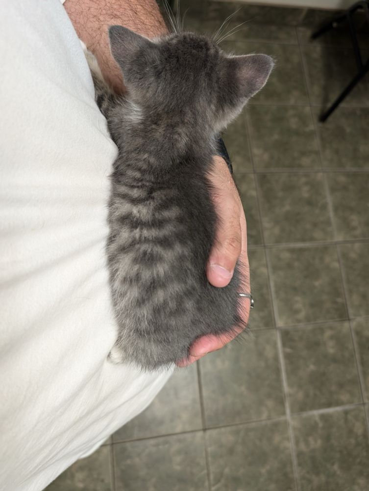 A roughly 5 inch long grey kitten being held in the palm of a male hand