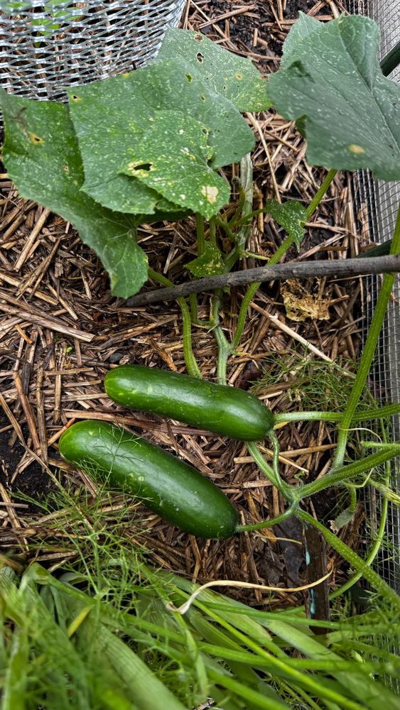 two cucumbers on vine