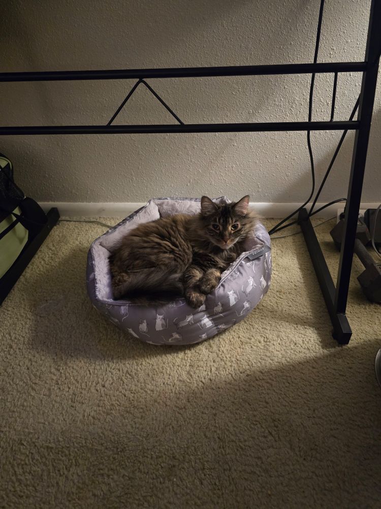 Long-haired cat relaxing in a cat bed.