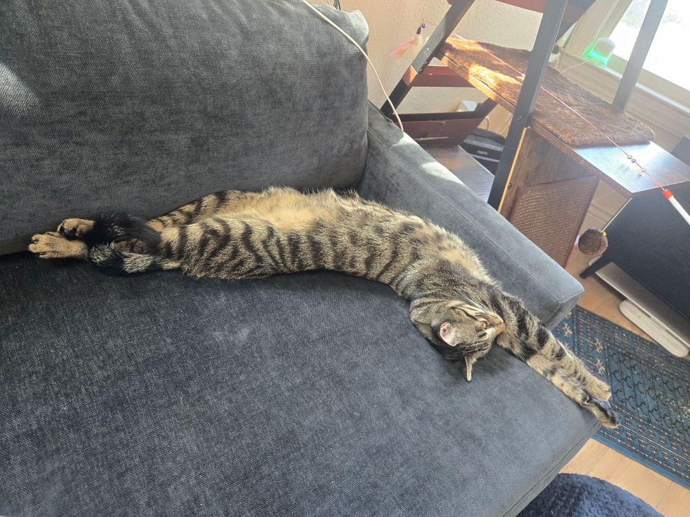 A grey-browm tabby cat stretches to his fullest extent on a blue-green couch 