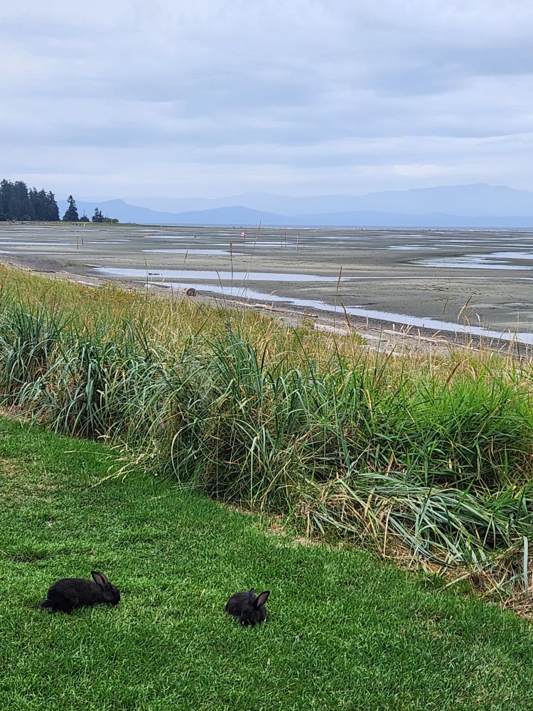 2 black bunnies, each has one white paw and a white nose that you can't see in this photo, on green grass in front of longer reedy grass with the beach with the tide out in the distance. This pair has been chilling all week. Bunnies need beach vacations too. 
