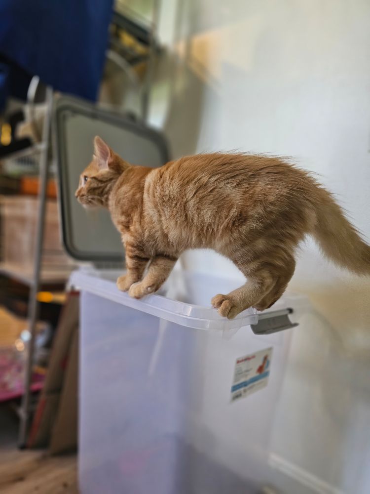 Frank, an orange kitten, is perched precariously on an open cat food storage container, seemingly concerned because the amount of food in it is low. 
