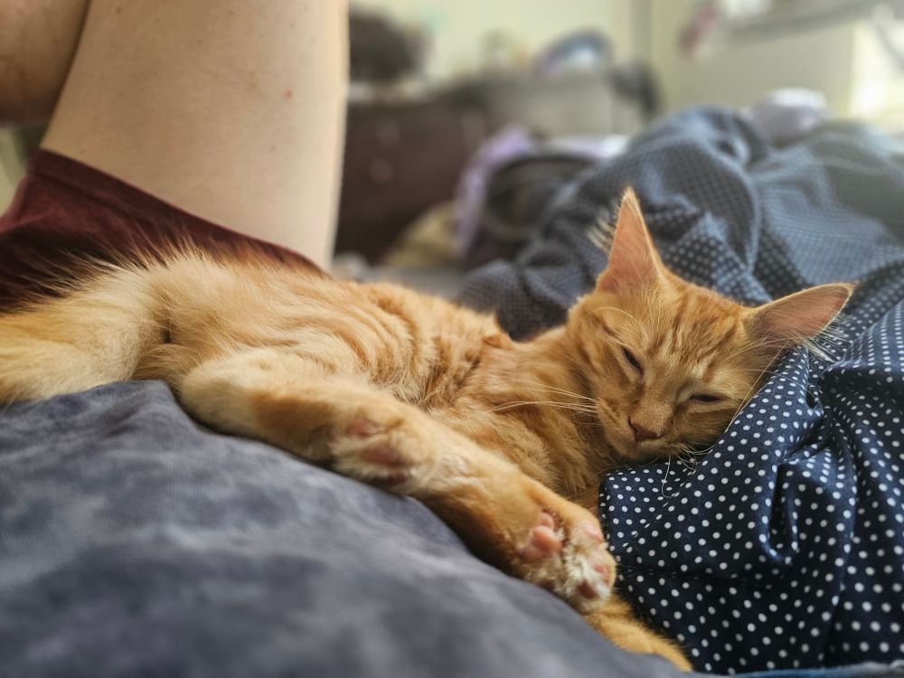 Frank, an orange kitten, lies half on and half off of his manservant, who Frank is graciously allowing to serve as a cushion. 
