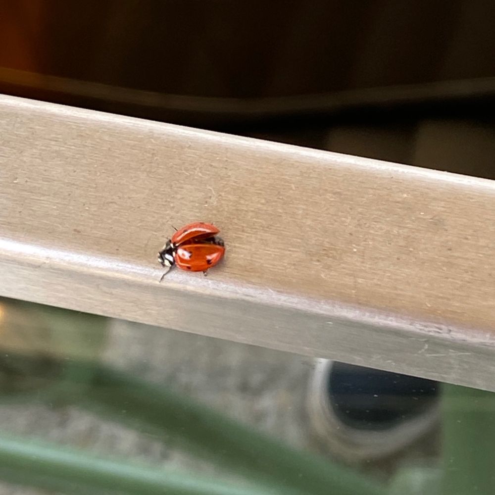 the ladybug with slightly open wings