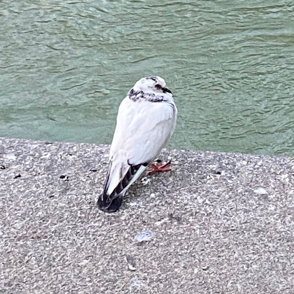 a white pigeon