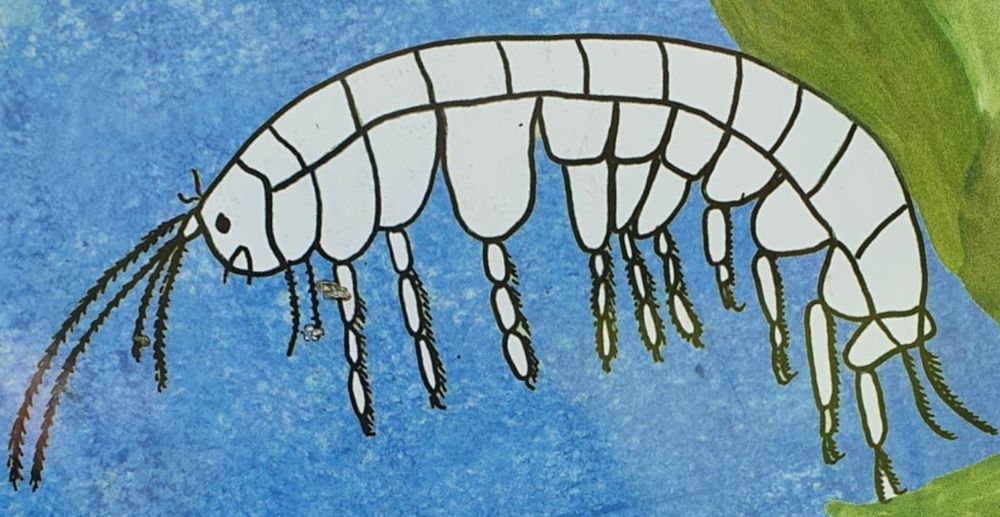 a black and white drawing of a scud