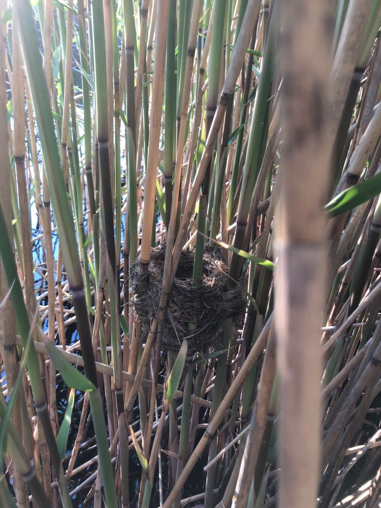 Great reed warbler nest