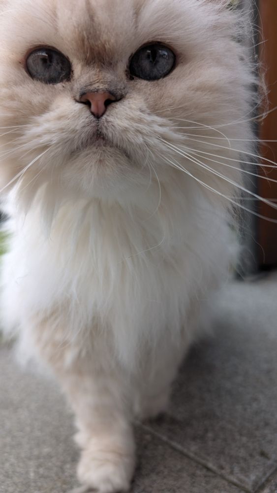 Flauschige weiße Britisch Langhaar Katze mit hellen Augen läuft auf die Kamera zu. Sie guckt ernst. Ihre Nase ist hell.