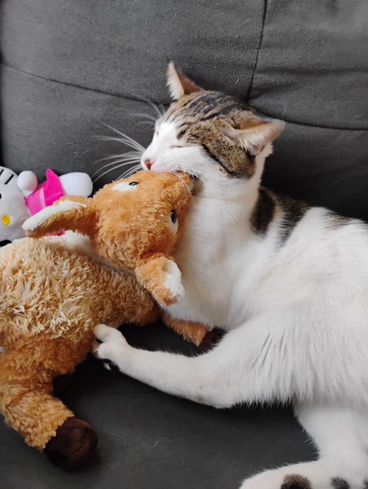 Meowcito the cat bites the stuffed animal on the face