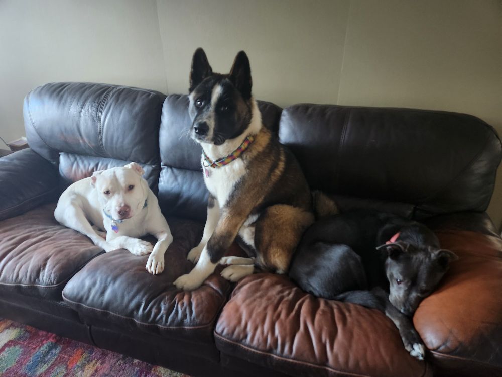 Akita puppy sitting on a brown pitbull while a white pitbull looks on warily