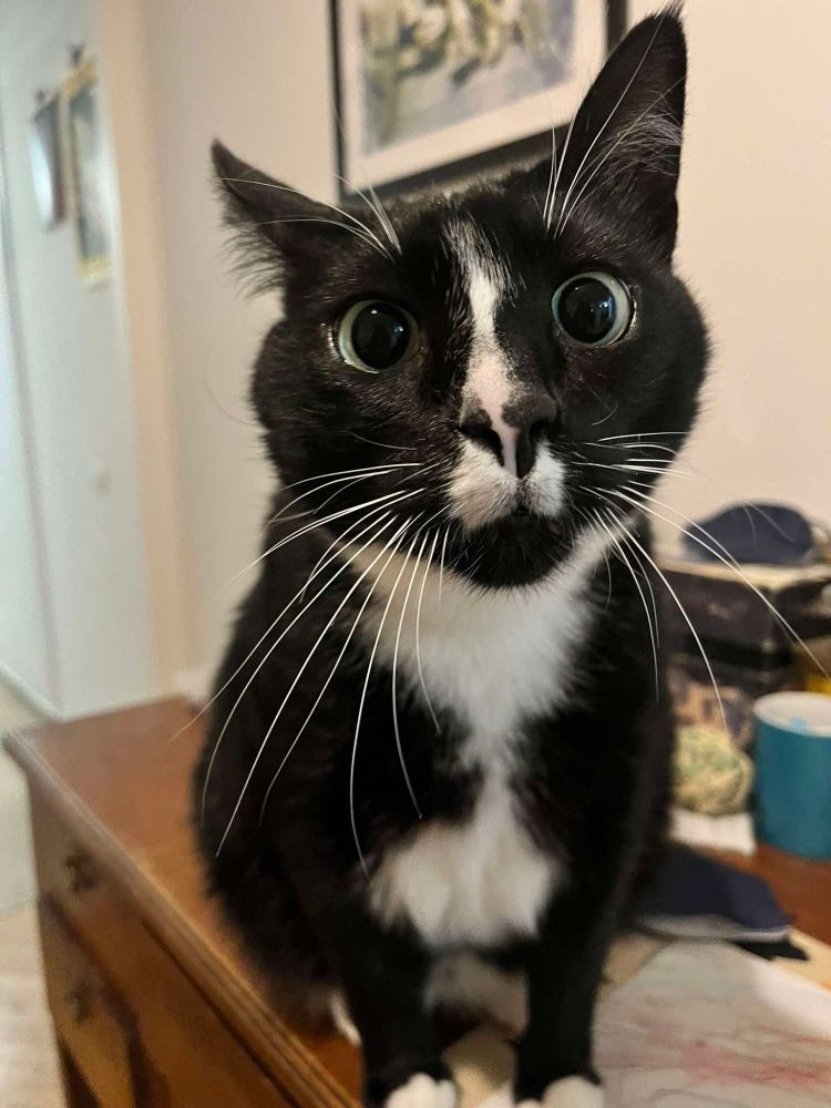Stitch, a tuxedo cat looking at the camera, with big eyes that make him look especially silly