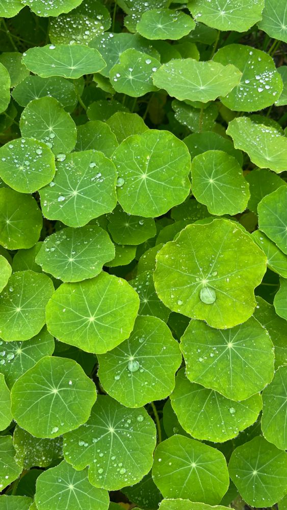A dense carpet of vibrantly green nasturtium leaves fill the screen. Fat, glassy raindrops sit on many of them. 