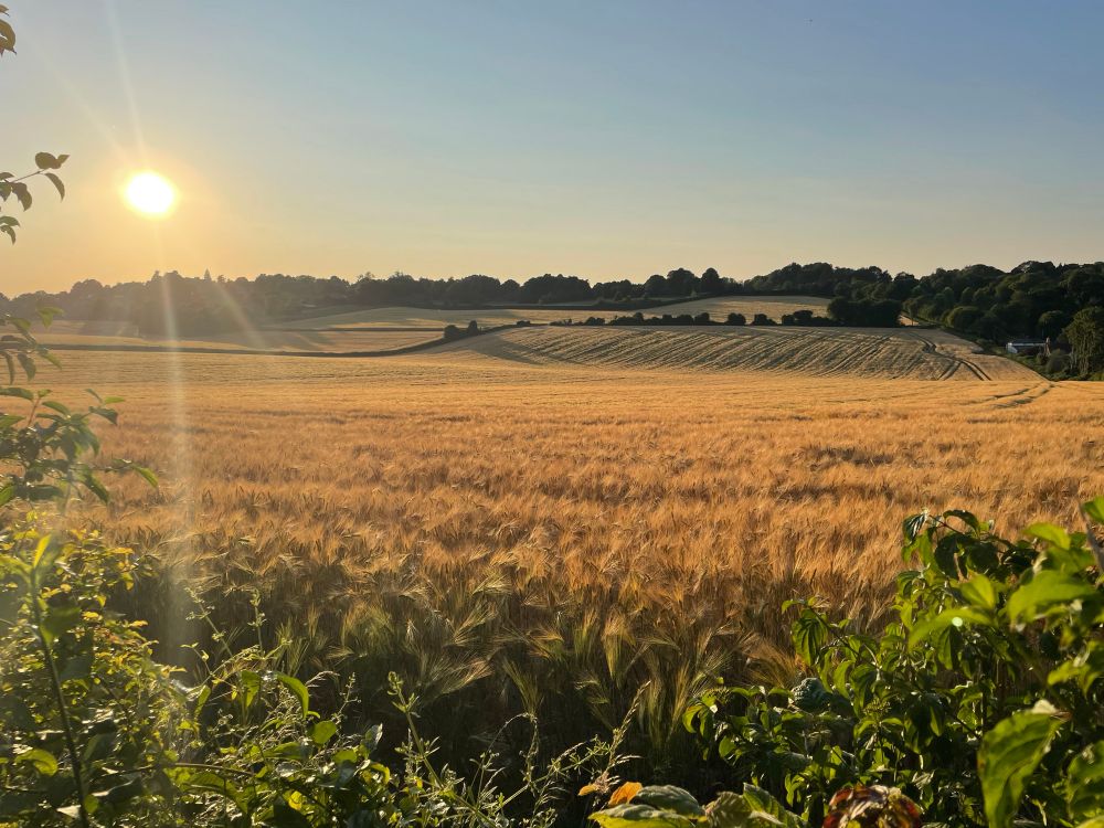 The evening sun close to the horizon shines over a golden field of barley