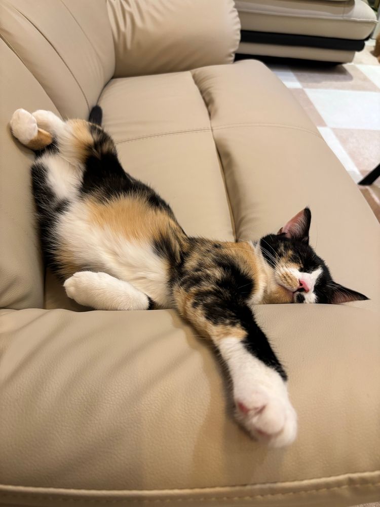 ソファの上で寝てる三毛猫。お腹丸出し。