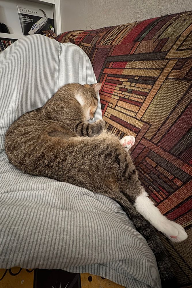 It's a photograph of a cat. He's shown here in my lap, with his face pushed into the back of a Western-style futon, and bent in a shape that you or I would probably call "uncomfortable."