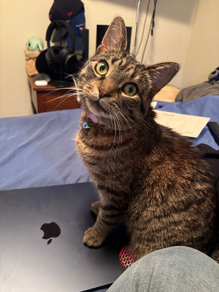 Beans, the brown and black striped tabby cat is sitting with her front paws on the top of a MacBook. She is looking up at the camera with a tilt to her head.
