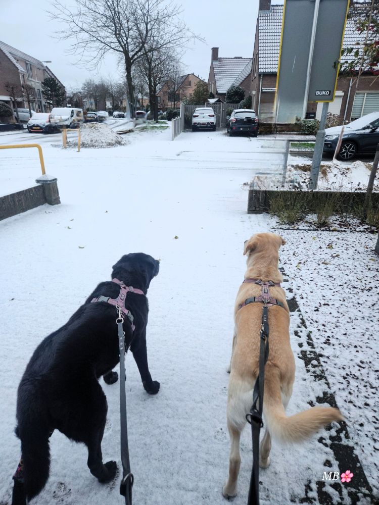 A black Labrador with a purple harness and a blonde Labrador with a pink harness are standing with their backs to the camera, looking at the thin layer of snow. On the left is a low wall with a yellow bumper. On the right is a small garden covered in a thin layer of snow. On the other side are houses, some cars, and another row of bare trees.