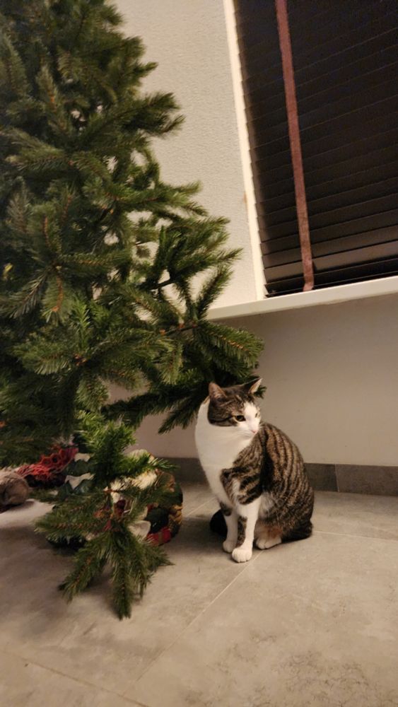 A part of an green undecorated artificial Christmas tree. A tabby cat sits next to it on a gray floor, looking away. The dark Venetian blinds in front of the window are drawn.