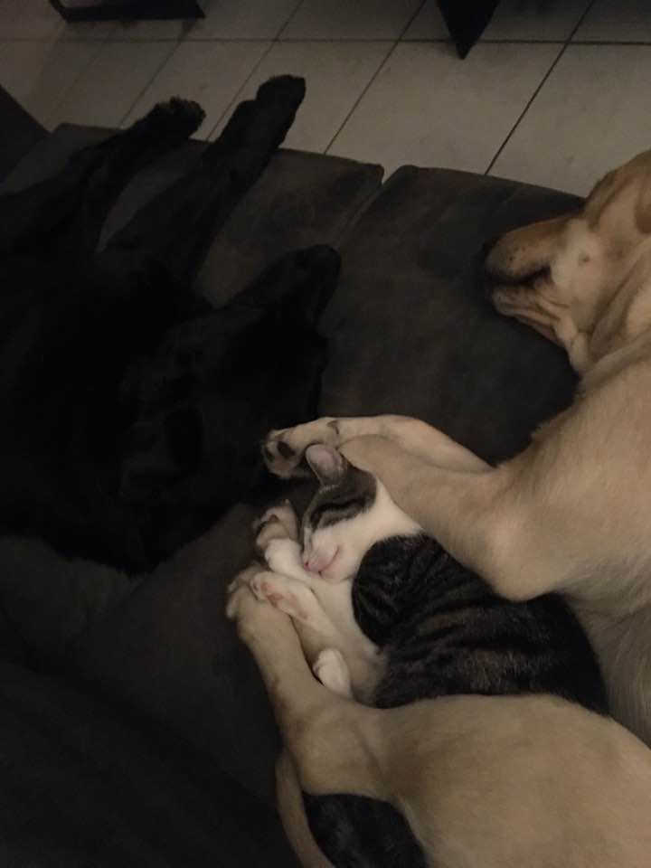 The cat lies with its snout resting on its white front paw, between the four paws of a blond Labrador. They are both facing the same direction. The dog's hind leg is resting on the cat's hindquarters. The paw almost reaches the cat's snout. The cat's ear protrudes slightly above the dog's front paws. Another black Labrador lies to the left.