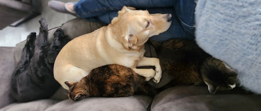 Left to right, black labrador, blond labrador with head on my lab. A turtoiscat next to it against the sofa backrest and against my light blue sweater a tabby cat. 