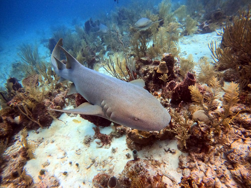 A large nurse shark is seen cruising low over the ocean floor, across patches of white sand and scattered outcrops of coral and sponges, headed towards bottom right of shot. Another nurse shark can just be seen in the distance at the centre of the frame headed directly towards the camera. The nurse shark is a beautiful, sleek chonk with tiny eyes, a rounded snoot, and a long body and tail, with sandy greyish-brown coloured skin and the expression of an animal entirely focused on finding and inhaling snacks.