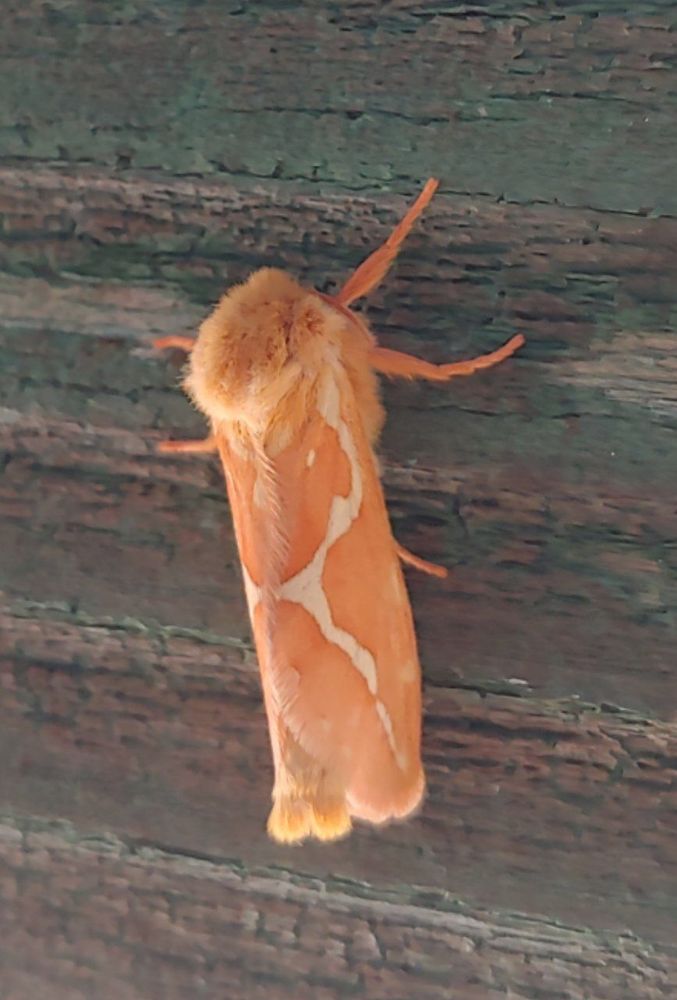 Orange moth